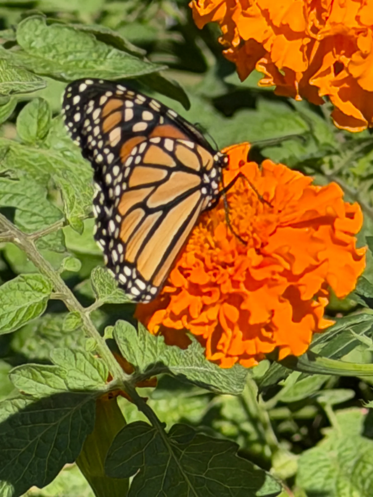 Monarch Butterfly